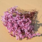 Dried Flowers & Preserved Flowers